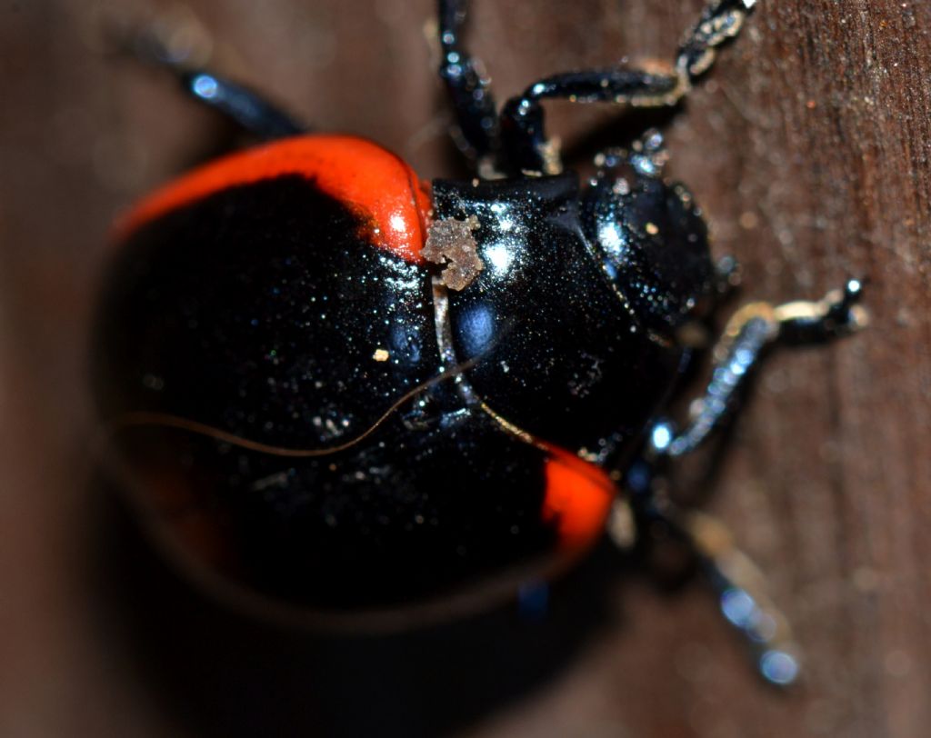 Chrysolina rossia  (163)